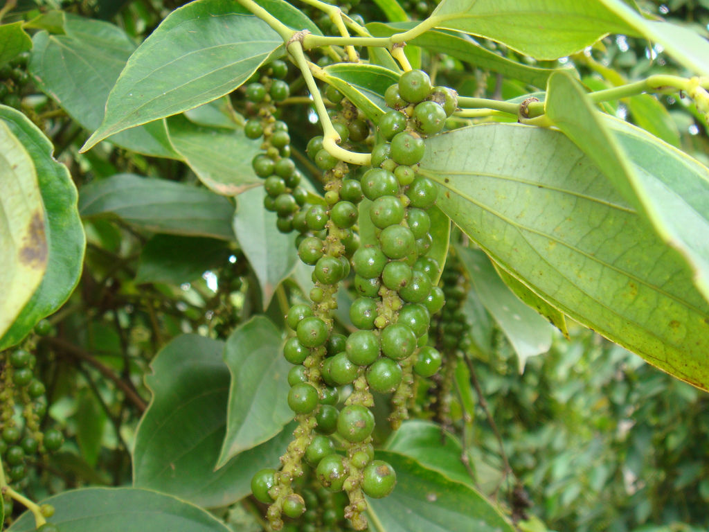 Giá tiêu hôm nay 175 Thị trường tiếp tục đi ngang