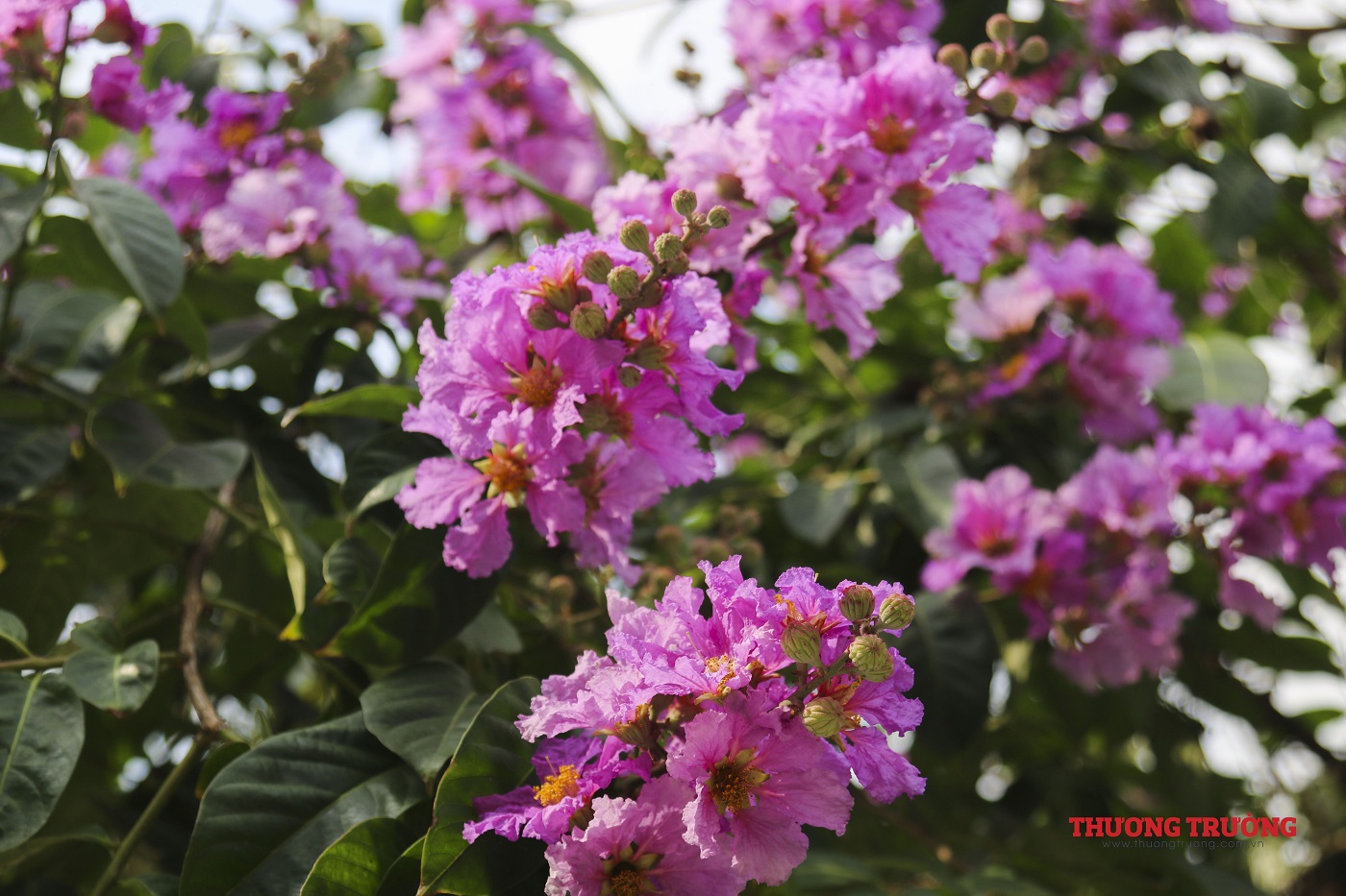 Sắc tím bằng lăng làm say đắm lòng người Hà Nội