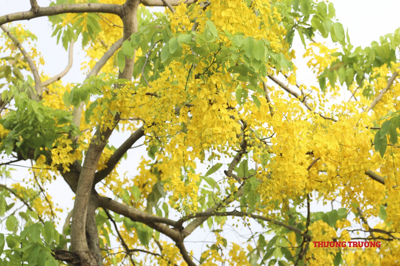 Hồ Tây ánh vàng trong sắc hoa muồng yến