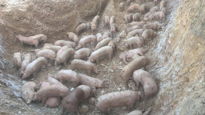 Quảng Trị Tiêu hủy gần 1.000 con heo nhập từ Thái Lan do mắc bệnh dịch tả lợn châu Phi