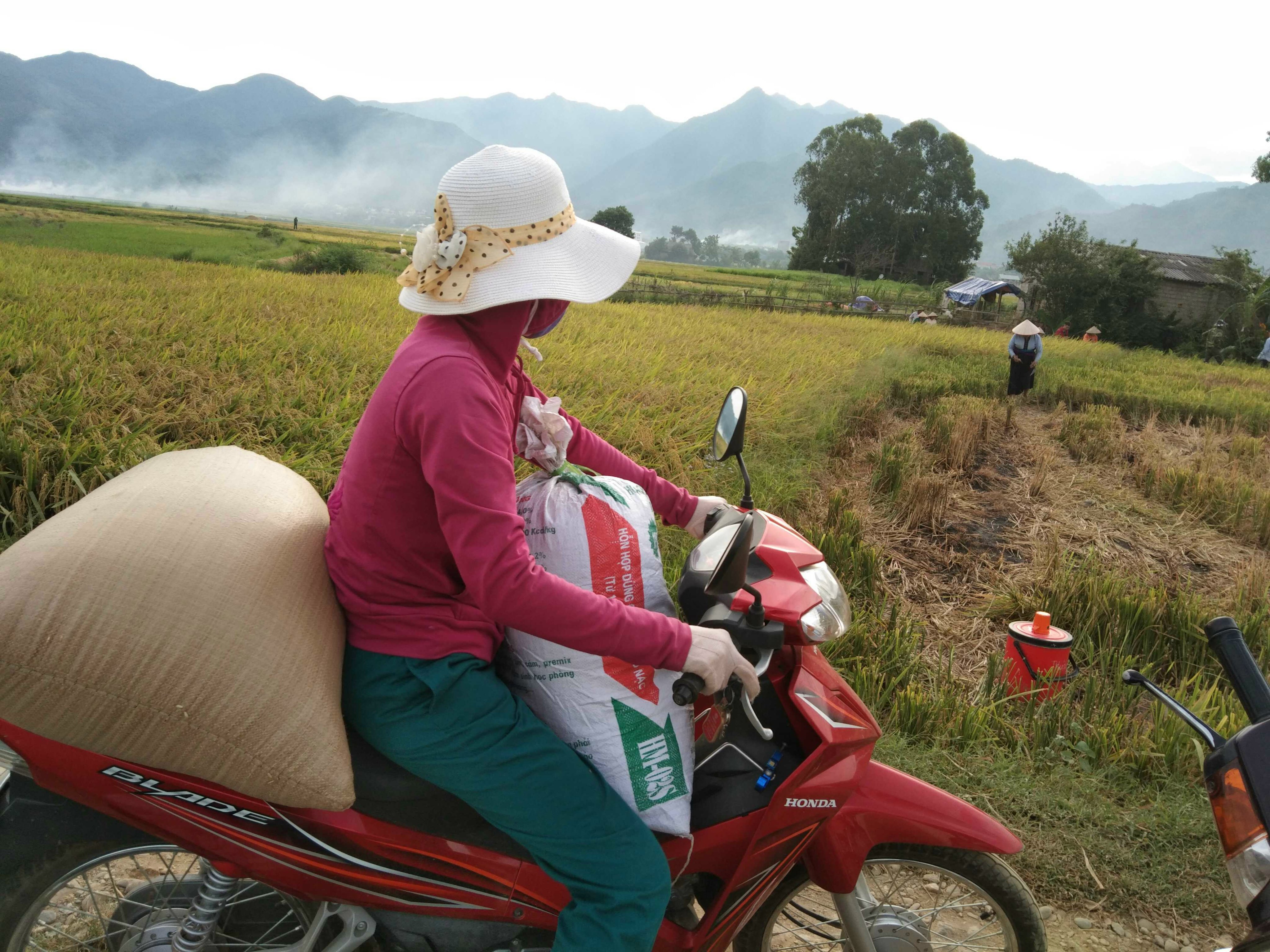 Giá lúa gạo hôm nay 235 Giao dịch ổn định cuối tuần