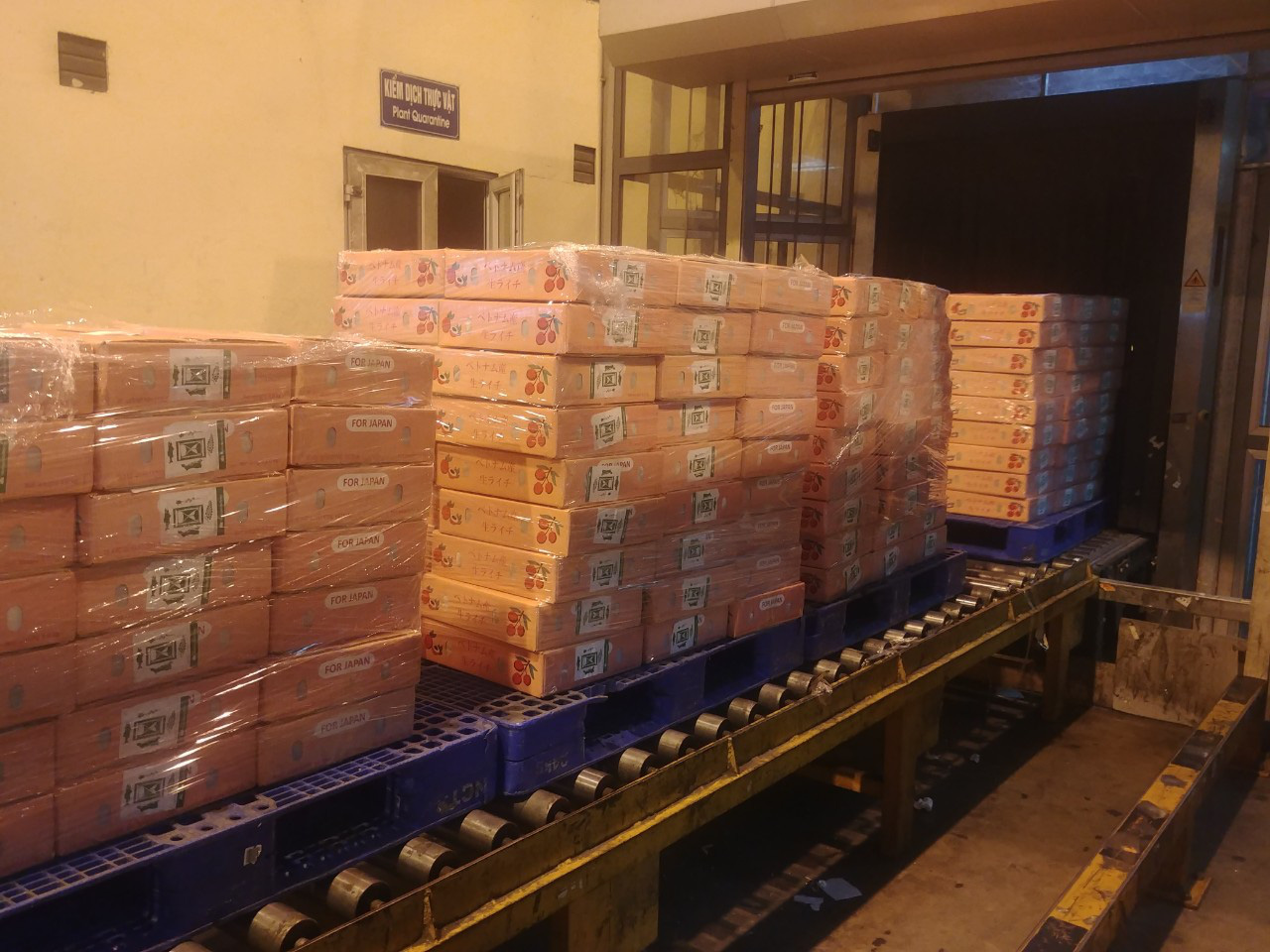 Lô vải thiều đầu tiên đã đến Nhật Bản qua đường hàng không