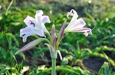 U nang buồng trứng sử dụng sản phẩm gì