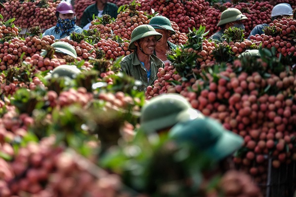 Phó Thủ tướng chỉ đạo hỗ trợ tiêu thụ nông sản tỉnh Bắc Giang