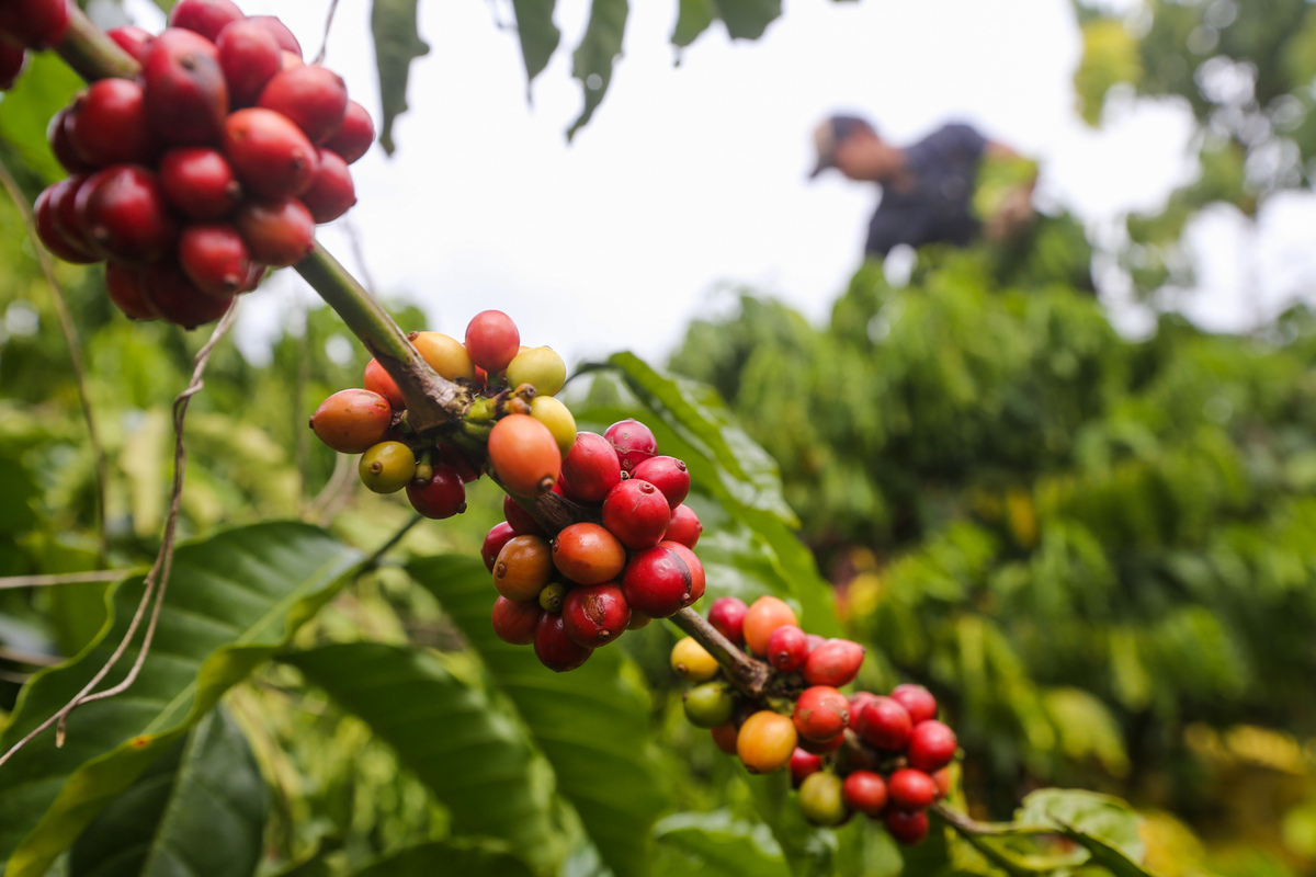 Giá cà phê hôm nay 285 Arabica và Robusta tăng nhẹ