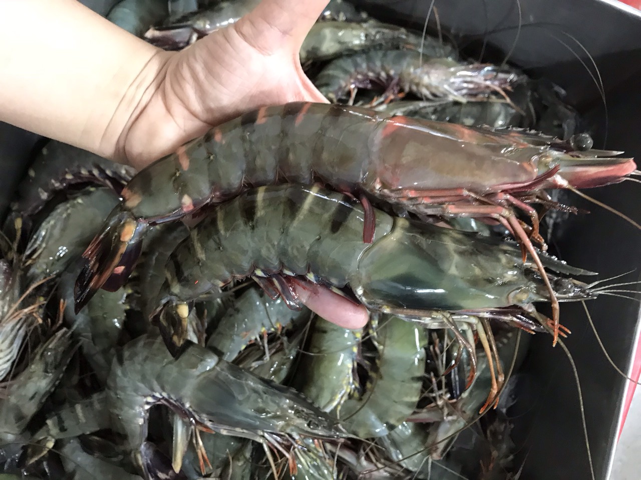 Giá tôm cỡ lớn của Ấn Độ sẽ tăng do nguồn cung thiếu hụt