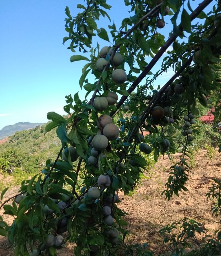 Mận hậu và xoài Sơn La lên sàn thương mại điện tử