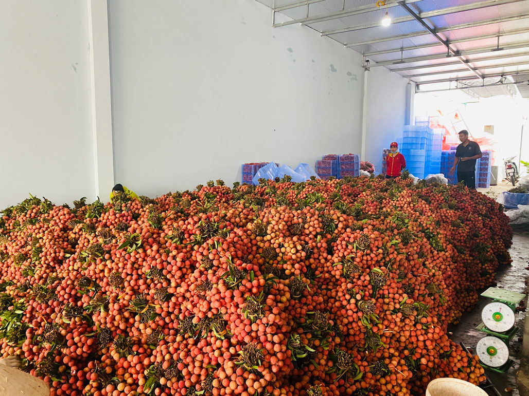 Đề nghị Trung Quốc kéo dài thời gian thông quan để xuất khẩu vải tươi