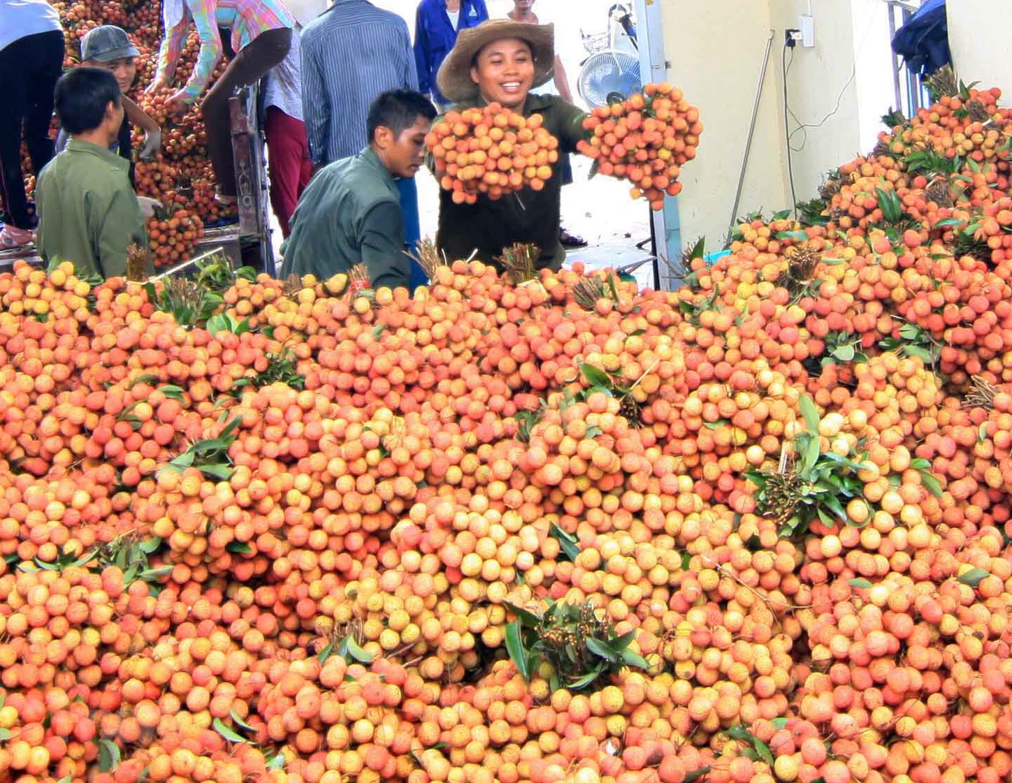 50 tấn vải thiều đã được xuất khẩu sang Nhật Bản