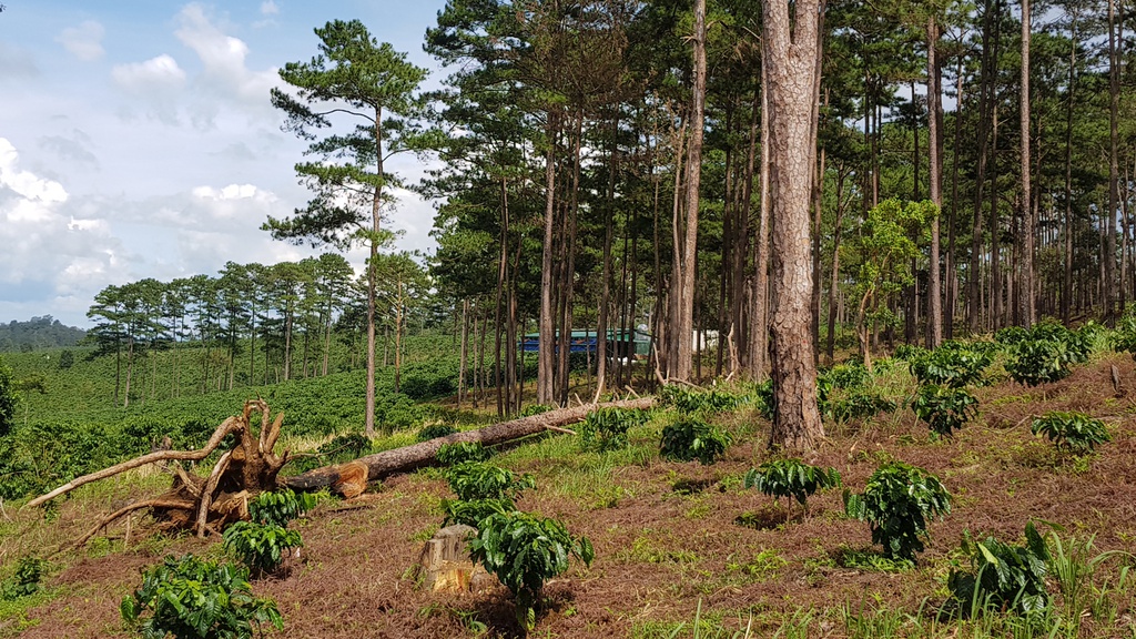 Lâm Đồng Thu hồi toàn bộ 65,13 ha rừng của Công ty Cổ phần cà phê Trung Nguyên