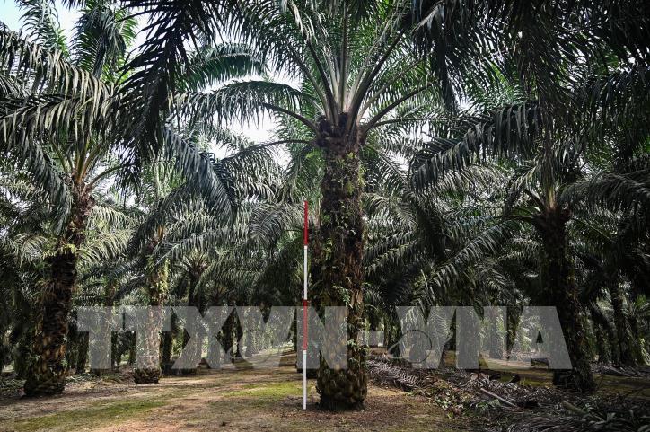 Indonesia kêu gọi EU ngừng phân biệt đối xử đối với dầu cọ