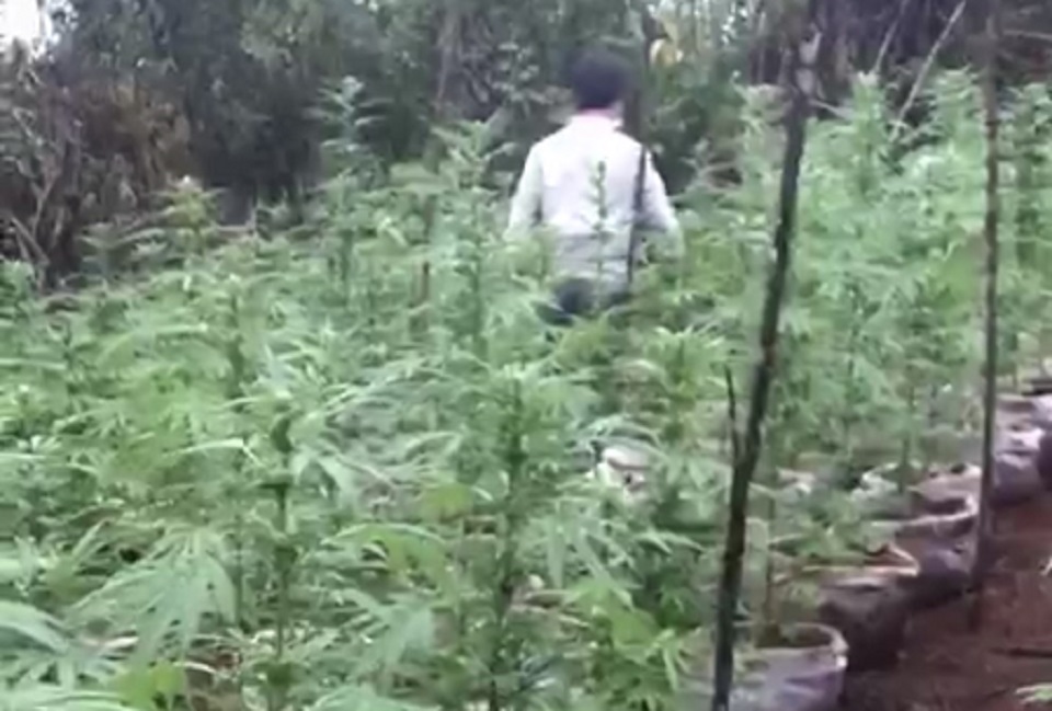 Đắk Nông Bị bắt trồng cần sa trong rẫy, dân giải thích để cho heo, gà ăn chống dịch bệnh