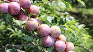 Ra mắt thương hiệu Mận hậu ruby Sơn La