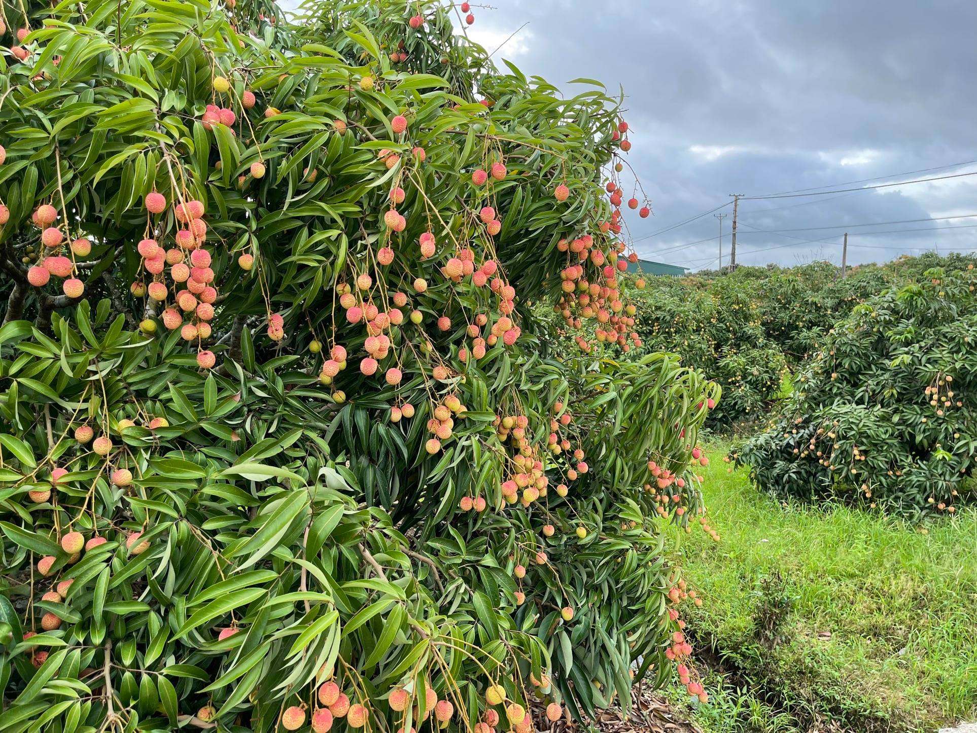 Vải thiều Thanh Hà lần đầu tiên lên đường sang châu Âu