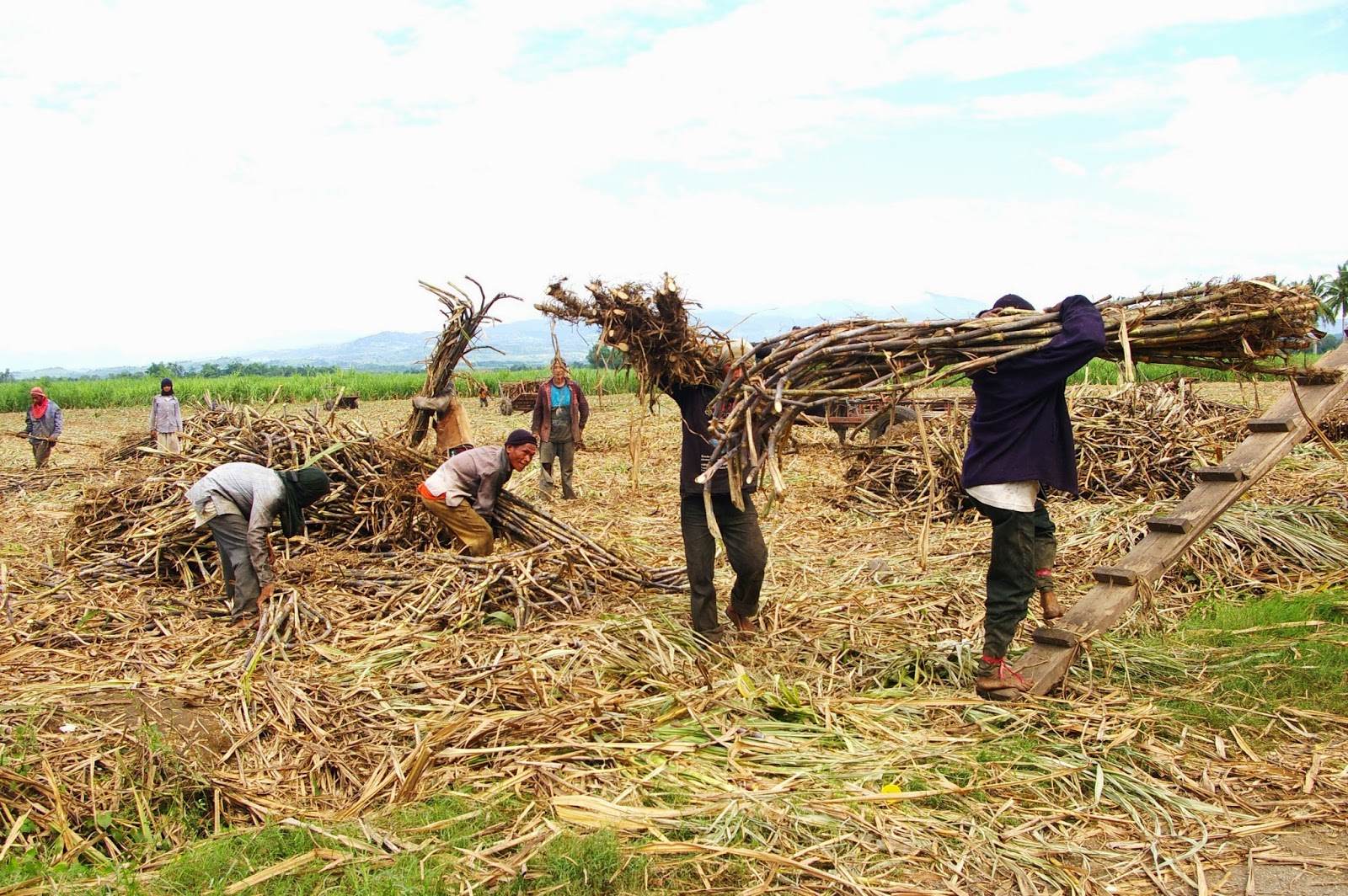 Đường Thái Lan nhập khẩu vào Việt Nam tiếp tục giảm mạnh