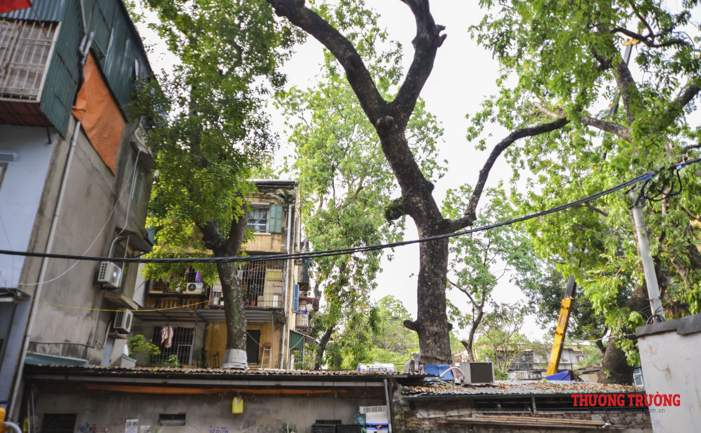 Hà Nội Cây mọc xuyên nhà ở khu tập thể Kim Liên