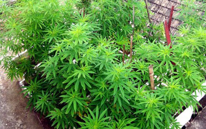 Hà Nội Phát hiện vườn cần sa rộng hàng nghìn m2 ngoài bãi giữa sông Hồng