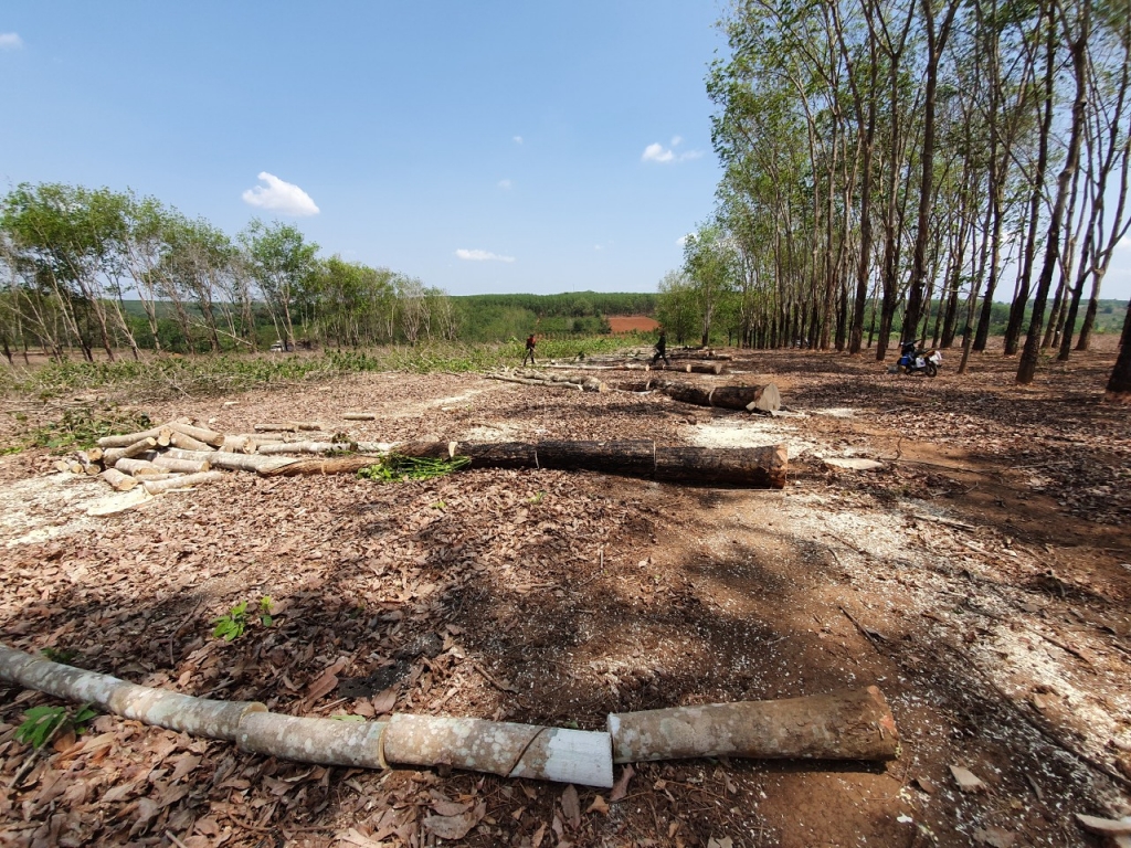 Bài 9 Diễn biến mới liên quan việc đấu giá 137,59ha cây cao su
