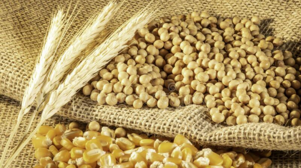 Giá nguyên liệu thức ăn chăn nuôi duy trì đà tăng