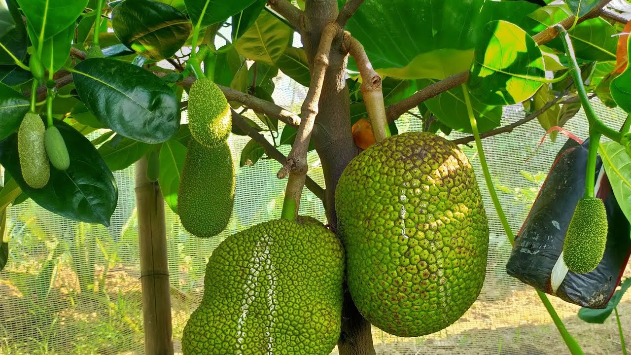 Giá mít thái miền Tây rớt mạnh 