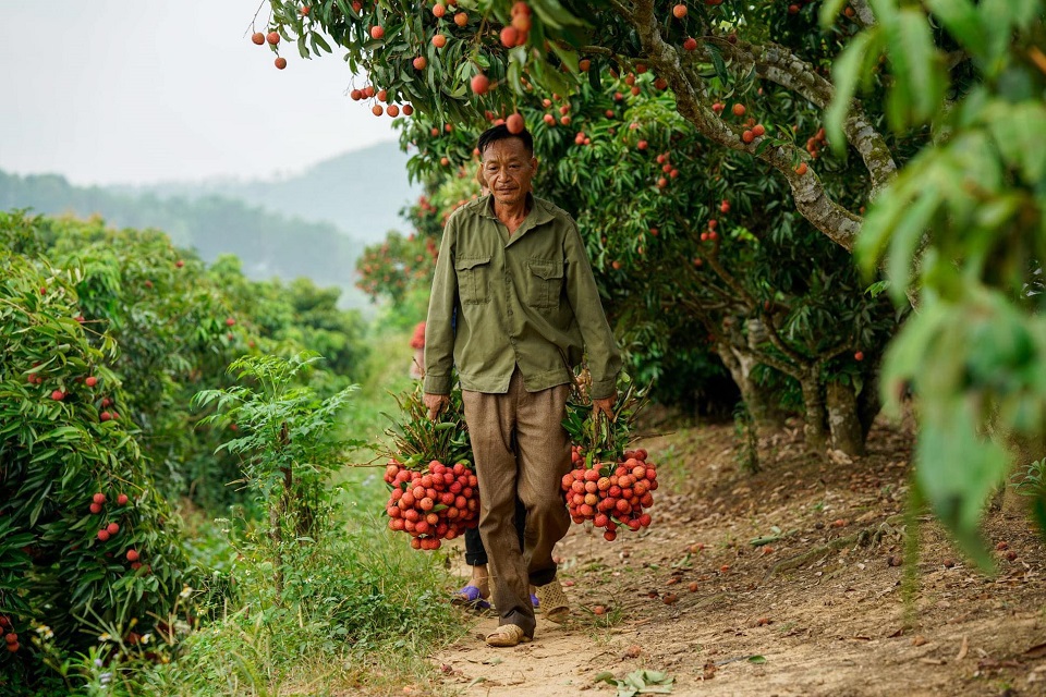 Cục Quản lý thị trường Đắk Lắk bán giúp nông dân Bắc Giang 140 tấn vải thiều