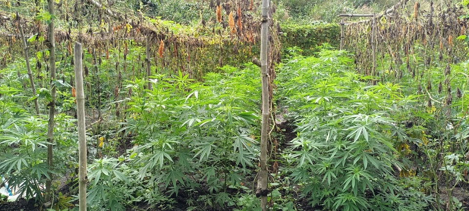Đắk Nông Hơn 200 cây cần sa được phát hiện trồng trái phép trong rẫy