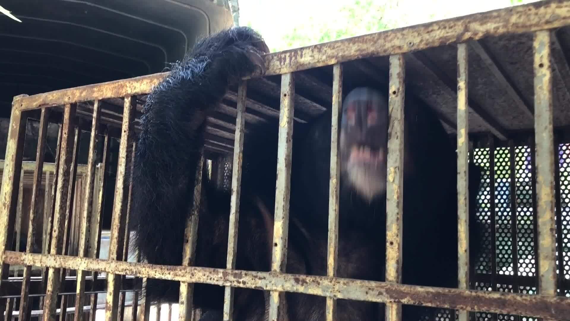 Cứu hộ 4 cá thể gấu cuối cùng tại Rạp xiếc Trung ương Hà Nội