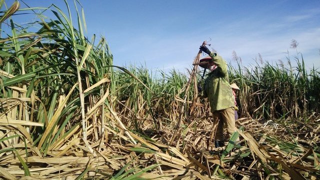 Việt Nam áp thuế chống bán phá giá với đường mía Thái Lan ở mức 47,64%
