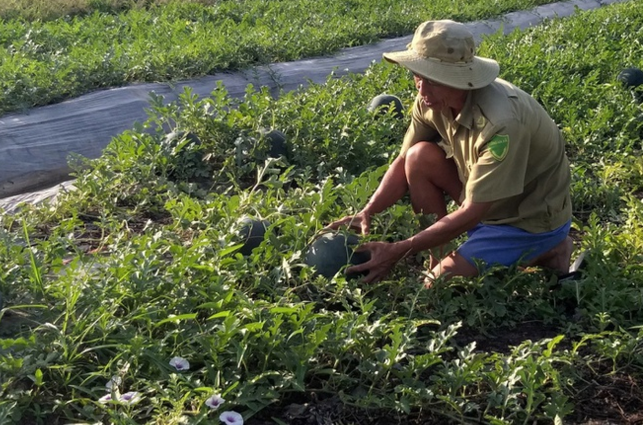 Bắc Giang Trốn đi làm ruộng khi đang cách ly, một nông dân bị phạt 5 triệu đồng