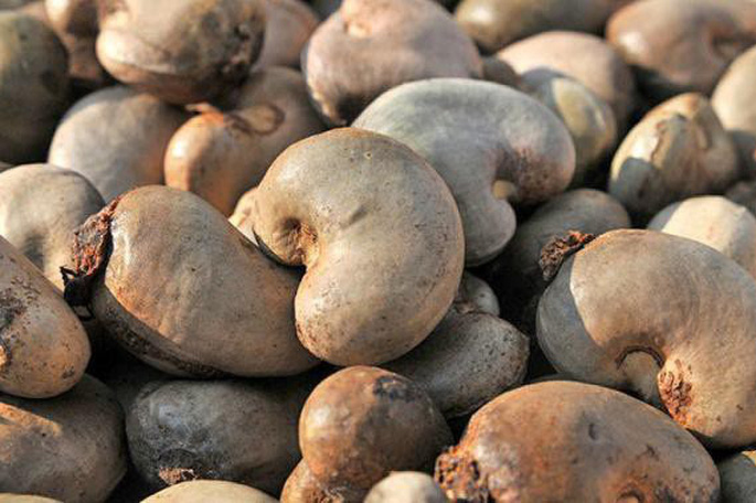 Nhập khẩu điều thô từ Campuchia tăng 550%, Bộ Công Thương đề xuất mở rộng diện tích trồng