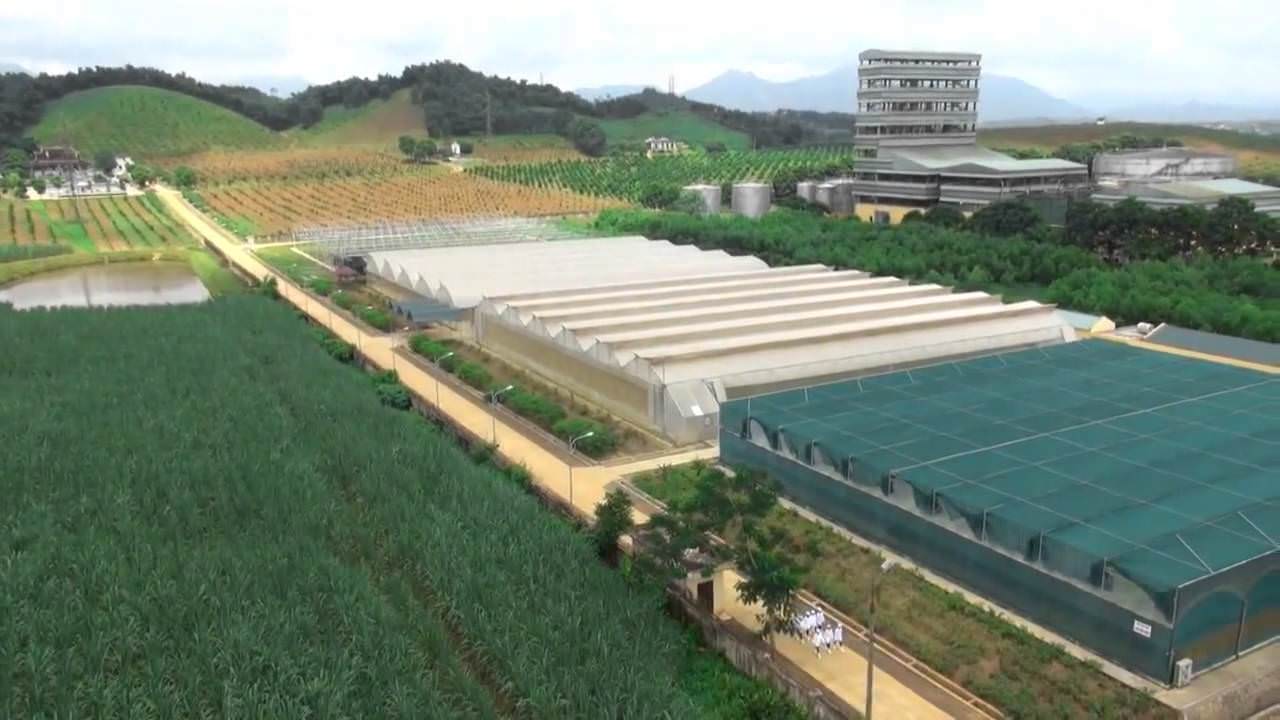 Mía đường Lam Sơn thông qua kế hoạch bán toàn bộ cổ phiếu quỹ sau khi cổ phiếu LSS tăng kịch trần 3 phiên liên tiếp