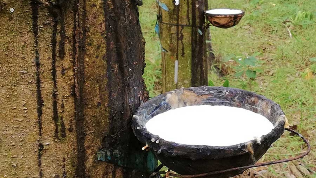 Giá cao su rớt mạnh trên sàn châu Á