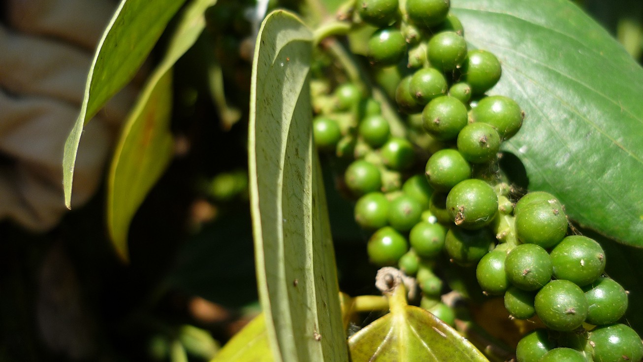 Giá tiêu hôm nay 236 Thế giới mất đà tăng, trong nước cao nhất 74.500 đồngkg