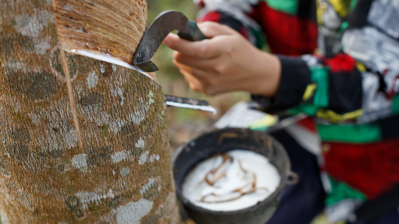 Giá cao su hôm nay 236 Tiếp tục lao dốc dù xuất khẩu có nhiều tín hiệu tích cực