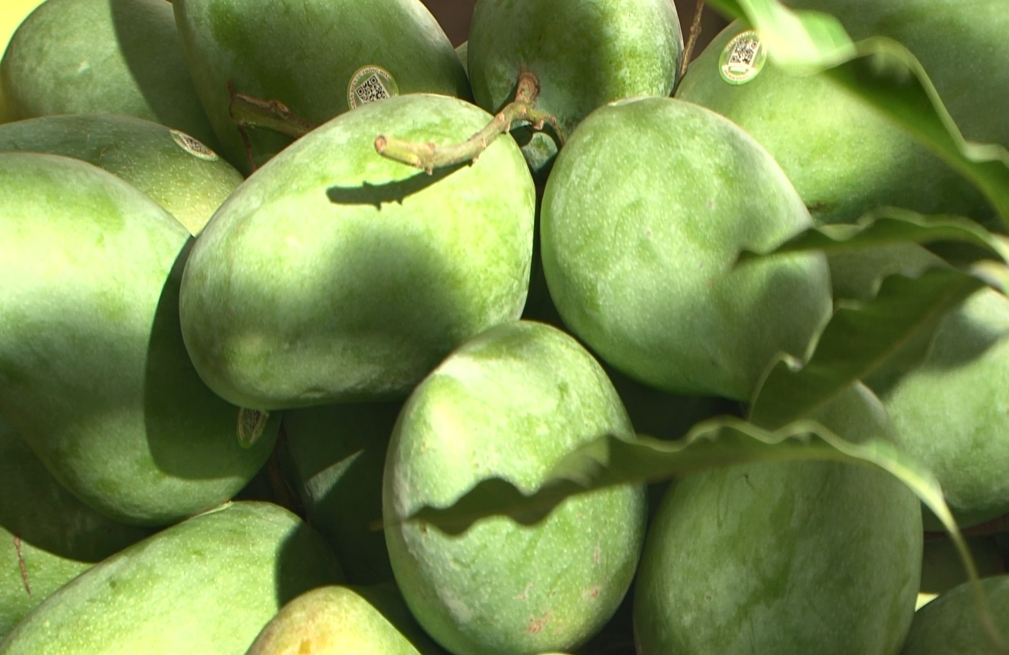 Lô 25 tấn xoài Sơn La đầu tiên được xuất sang Australia