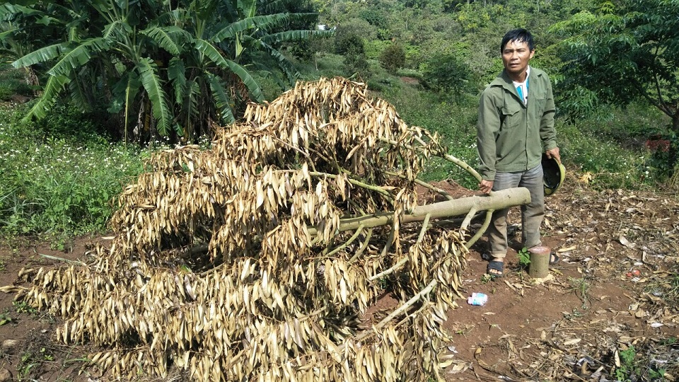 Đắk Lắk Xót xa vườn sầu riêng hơn trăm cây bị kẻ gian chặt phá