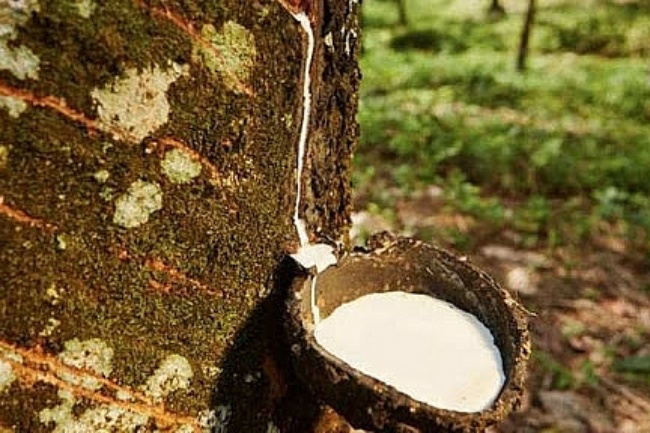 Giá cao su hôm nay 306 Thị trường Nhật bản giảm mạnh