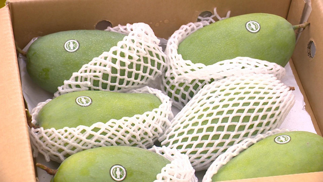 Xoài xanh Việt Nam ngày càng được ưa chuộng tại thị trường Australia