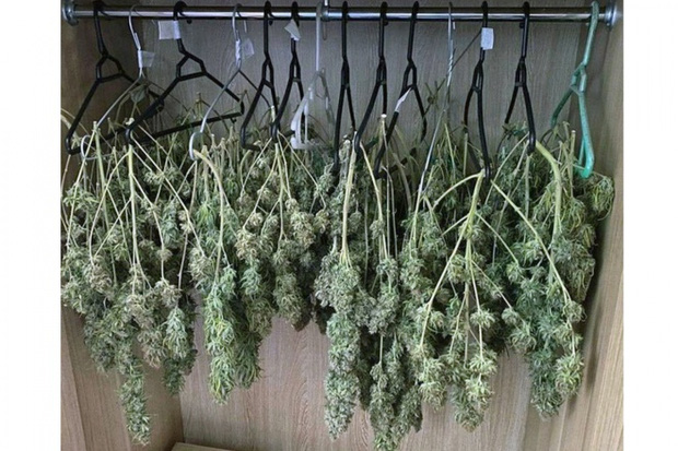 Hà Nội Phát hiện hàng trăm cành cần sa treo trong tủ quần áo