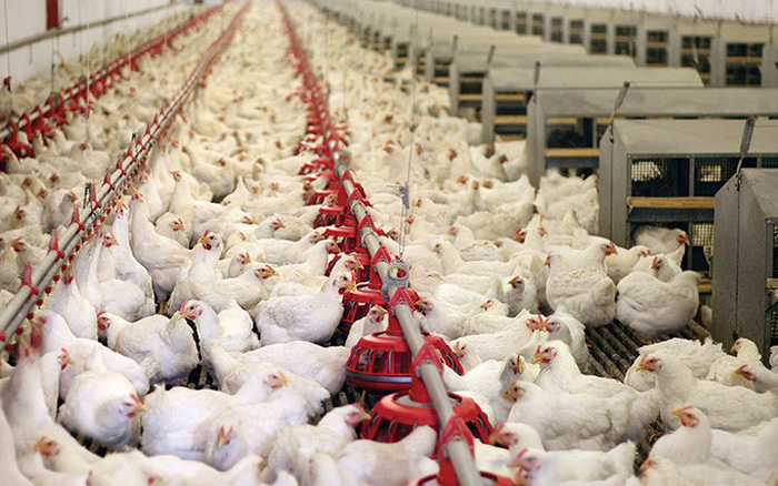 Đề xuất giảm 50% phí kiểm dịch gia cầm