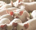 Giá heo hơi hôm nay 5/7 Giảm thêm 3.000 đồng/kg ở miền Nam 