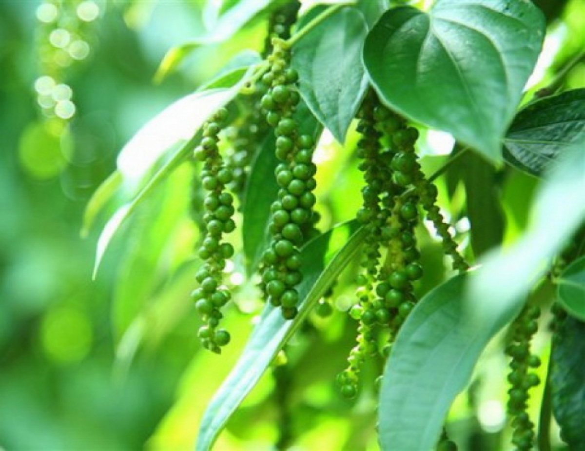 Giá tiêu hôm nay 77 Thị trường trong nước giảm nhẹ