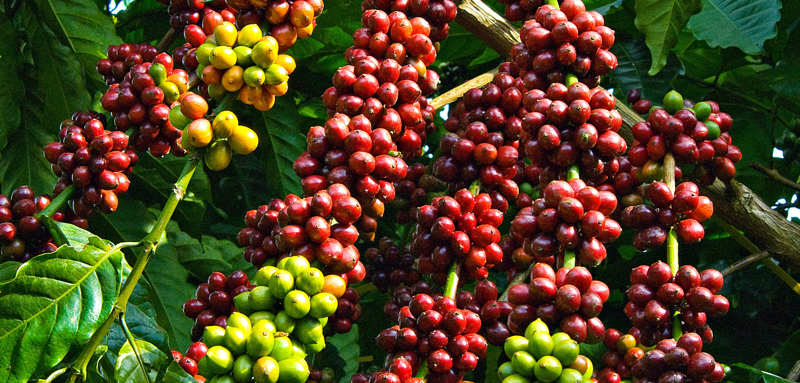 Giá cà phê hôm nay 87 Robusta lấy lại mốc 1.700 USDtấn, giá cao nhất là 35.700 đồngkg
