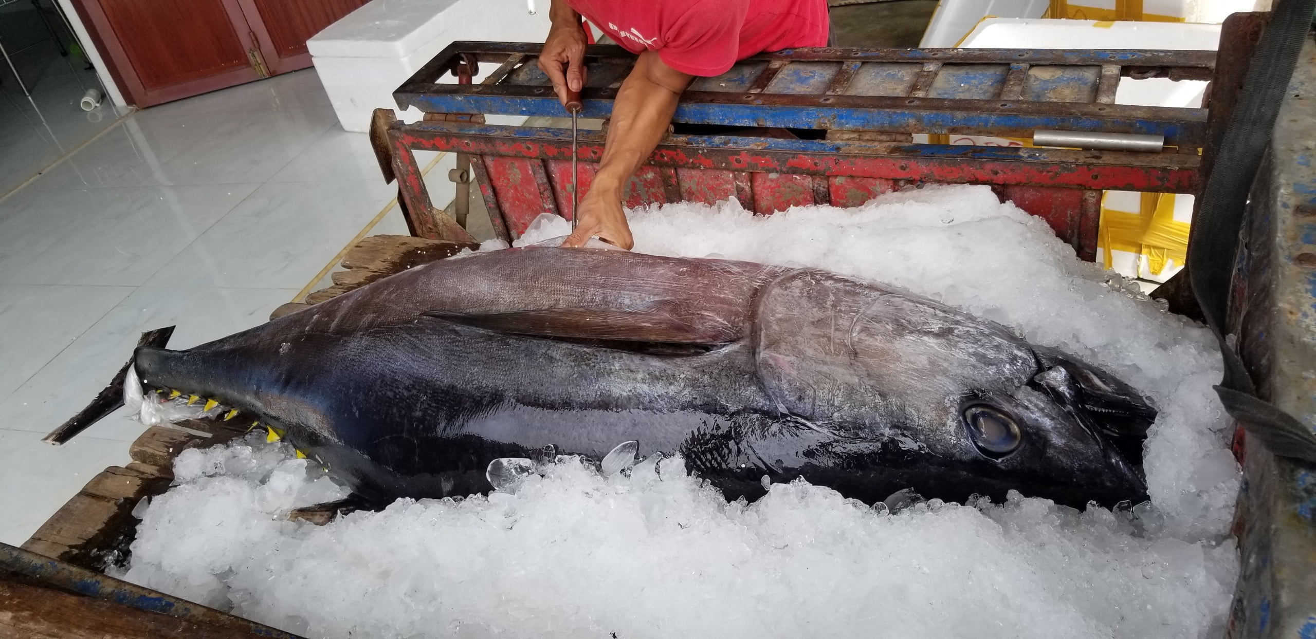 Các nước Trung Đông tăng mạnh nhập khẩu cá ngừ Việt Nam