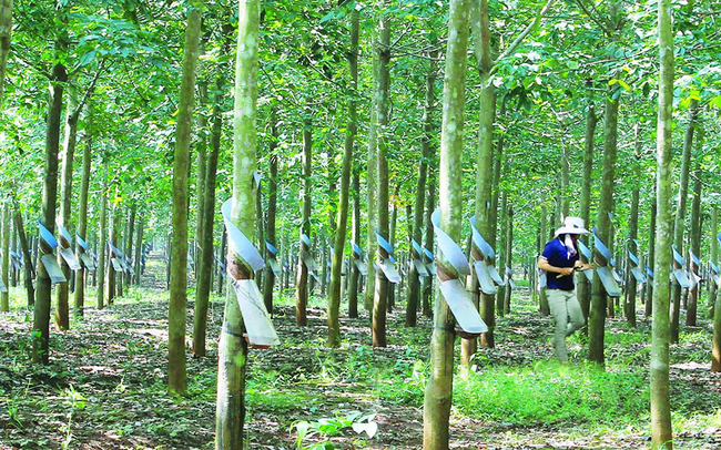 Cao su Đồng Phú (DPR) trả cổ tức tiền mặt năm 2020 với tỷ lệ 15%