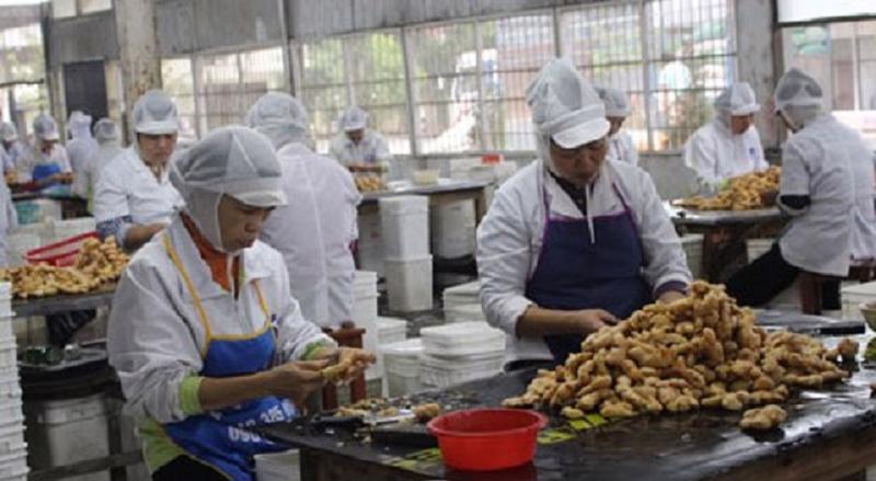 Xuất khẩu gừng Việt Nam sang Úc tăng 1350 % so với cùng kỳ