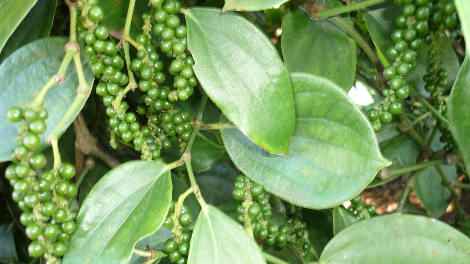 Giá tiêu trên thị trường thế giới lao dốc