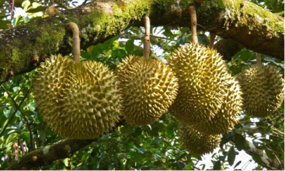 Phiên chợ nông sản Khánh Sơn giúp quảng bá và tiêu thụ trái cây địa phương 