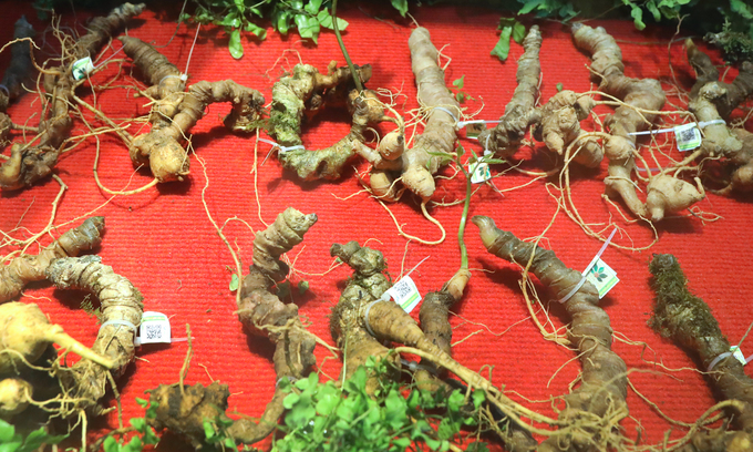 Cấp giấy chứng nhận đăng ký nhãn hiệu 11 sản phẩm của tỉnh Kon Tum