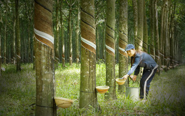 Cao su Phước Hòa đặt mục tiêu lợi nhuận trước thuế quý III đạt 10 tỷ đồng